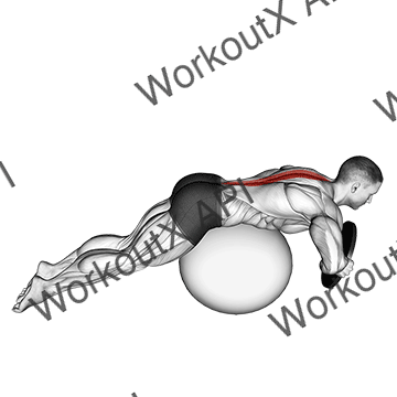 Weighted Hyperextension (on Stability Ball) animated GIF