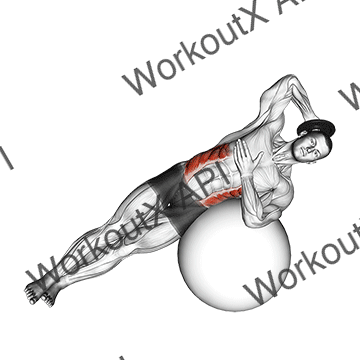 Weighted Side Bend (on Stability Ball) animated GIF