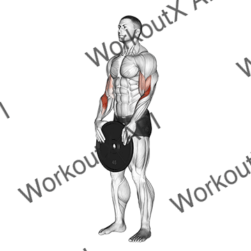 Weighted Standing Curl animated GIF