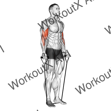 Band Alternating Biceps Curl animated GIF