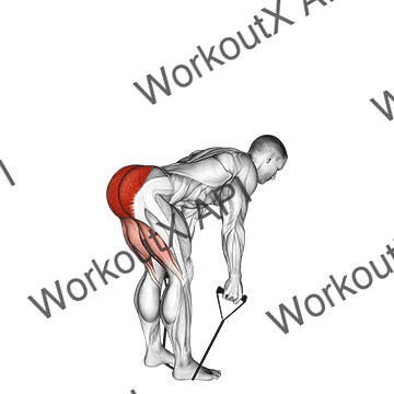 Band Straight Back Stiff Leg Deadlift animated GIF
