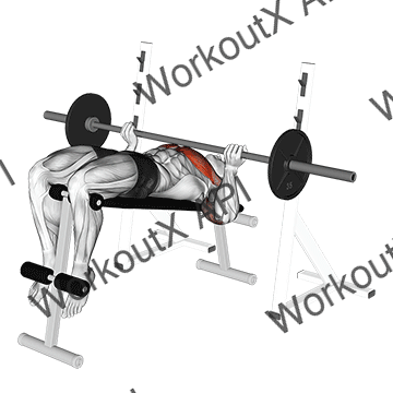 Barbell Reverse Grip Decline Bench Press animated GIF