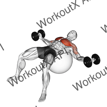 Dumbbell Fly On Exercise Ball animated GIF