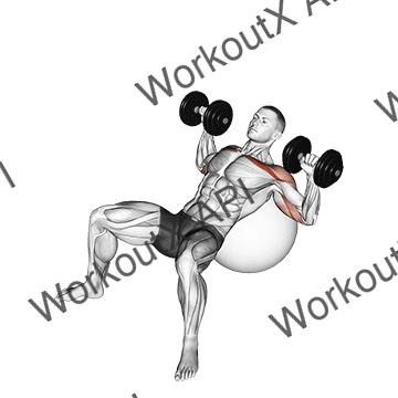 Dumbbell Incline Press On Exercise Ball animated GIF