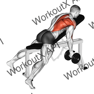 Dumbbell Reverse Grip Incline Bench One Arm Row animated GIF