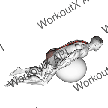 Exercise Ball Back Extension With Arms Extended animated GIF