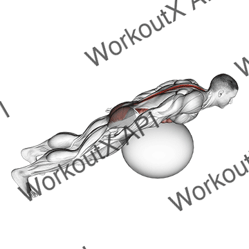 Exercise Ball Back Extension With Rotation animated GIF