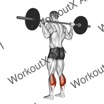 Barbell Floor Calf Raise animated GIF