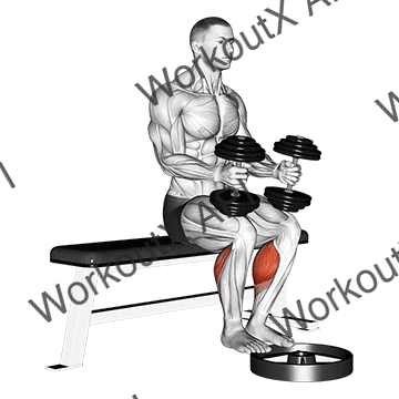 Dumbbell Seated Calf Raise animated GIF