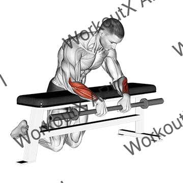 Barbell Palms Down Wrist Curl Over A Bench animated GIF