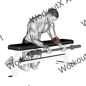 Barbell Palms Up Wrist Curl Over A Bench animated GIF