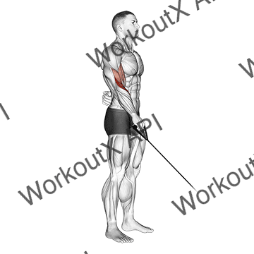 Cable Reverse One Arm Curl animated GIF