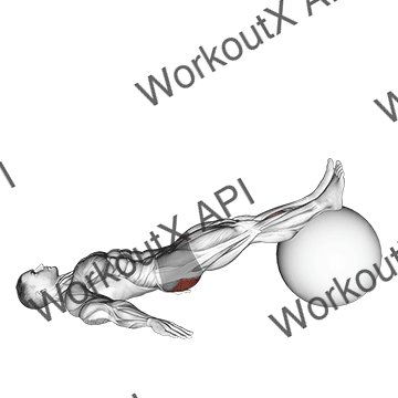 Exercise Ball One Legged Diagonal Kick Hamstring Curl animated GIF