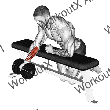 Dumbbell Over Bench One Arm Reverse Wrist Curl animated GIF