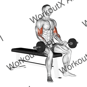 Ez Barbell Seated Curls animated GIF