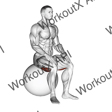 Exercise Ball Seated Hamstring Stretch animated GIF