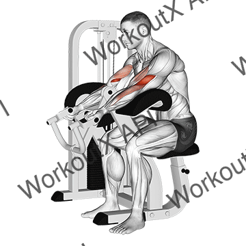 Lever Preacher Curl V. 2 animated GIF