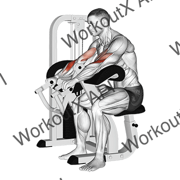 Lever Reverse Grip Preacher Curl animated GIF