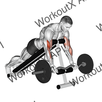 Ez Barbell Spider Curl exercise animated demonstration
