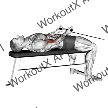 Cable Lying Bicep Curl animated GIF