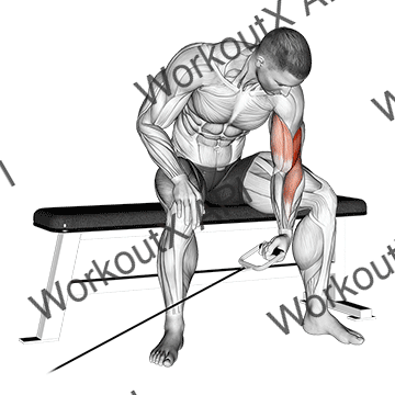 Cable Seated One Arm Concentration Curl animated GIF