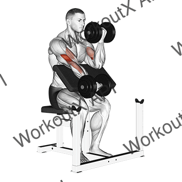 Dumbbell Alternate Preacher Curl animated GIF