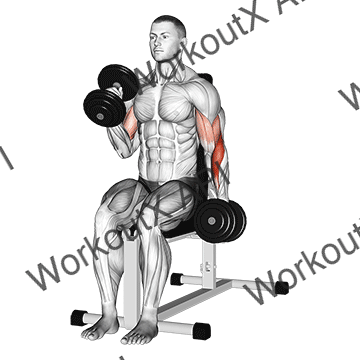 Dumbbell Alternate Seated Hammer Curl animated GIF
