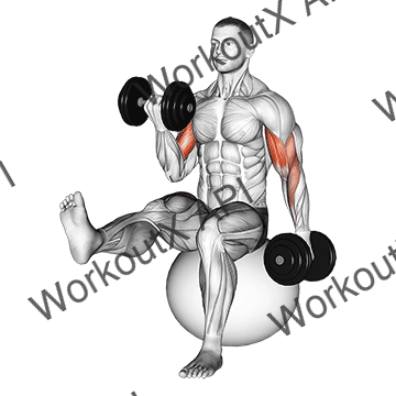 Dumbbell Alternating Bicep Curl With Leg Raised On Exercise Ball animated GIF