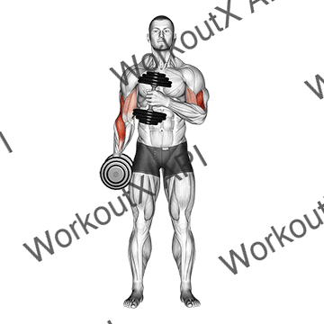 Dumbbell Cross Body Hammer Curl V. 2 animated GIF