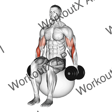 Dumbbell Hammer Curl On Exercise Ball animated GIF