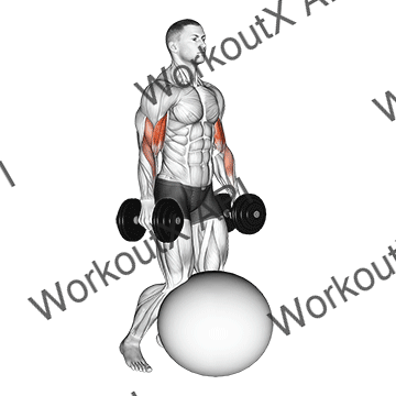 Dumbbell Kneeling Bicep Curl Exercise Ball animated GIF