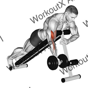 Dumbbell One Arm Prone Curl animated GIF