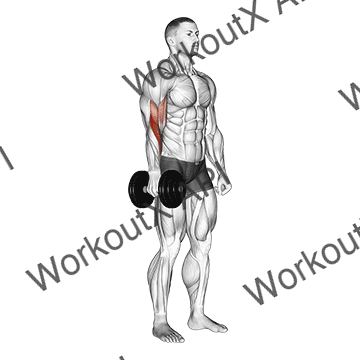 Dumbbell One Arm Standing Hammer Curl animated GIF