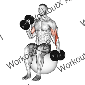 Dumbbell Seated Alternate Hammer Curl On Exercise Ball animated GIF