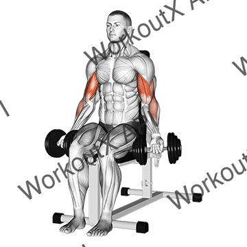 Dumbbell Seated Bicep Curl animated GIF