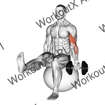 Dumbbell Seated One Arm Bicep Curl On Exercise Ball With Leg Raised animated GIF