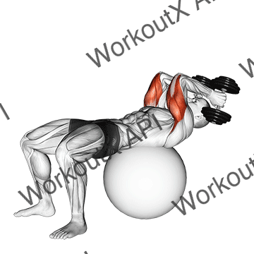 Exercise Ball Supine Triceps Extension animated GIF