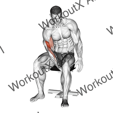 Biceps Leg Concentration Curl animated GIF