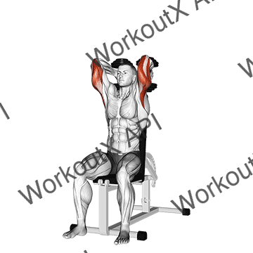 Dumbbells Seated Triceps Extension animated GIF