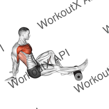 Roller Seated Single Leg Shoulder Flexor Depresor Retractor animated GIF