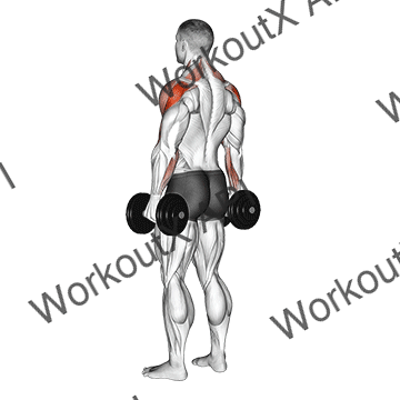 Dumbbell Rear Delt Raise animated GIF