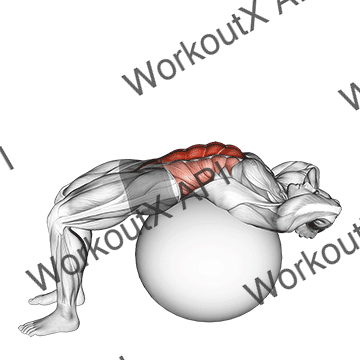 Stability Ball Crunch (full Range Hands Behind Head) animated GIF