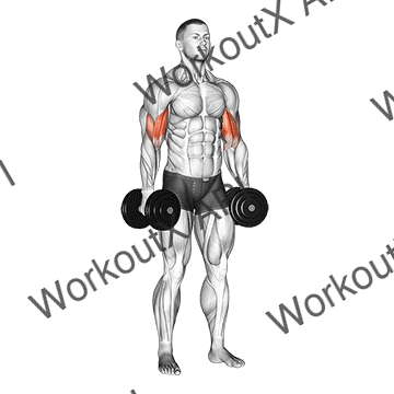 Dumbbell Standing Inner Biceps Curl V. 2 animated GIF