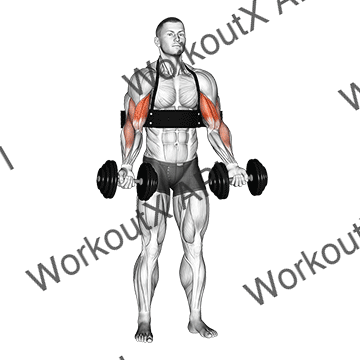 Dumbbell Alternate Biceps Curl (with Arm Blaster) animated GIF