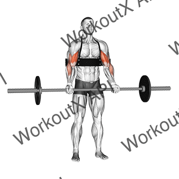 Barbell Biceps Curl (with Arm Blaster) animated GIF