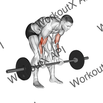 Barbell Standing Concentration Curl animated GIF