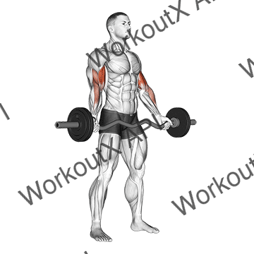 Ez-barbell Standing Wide Grip Biceps Curl animated GIF