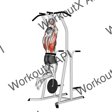 Weighted Close Grip Chin-up On Dip Cage animated GIF