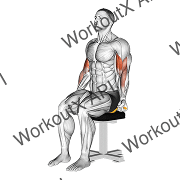 Resistance Band Seated Biceps Curl animated GIF