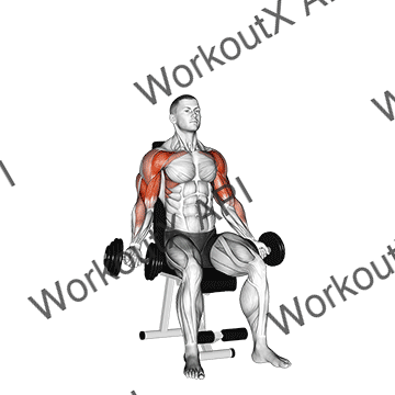 Dumbbell Seated Biceps Curl To Shoulder Press animated GIF